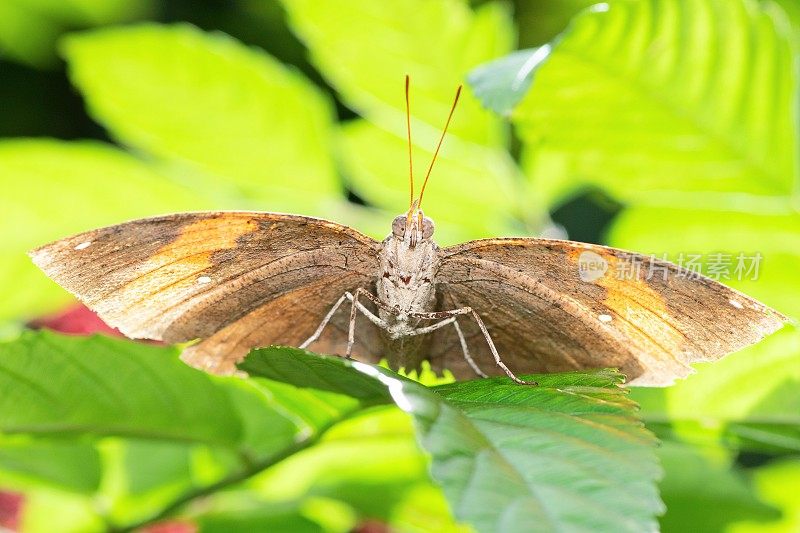 叶蝴蝶(Kallima inachus)展开翅膀看着镜头。